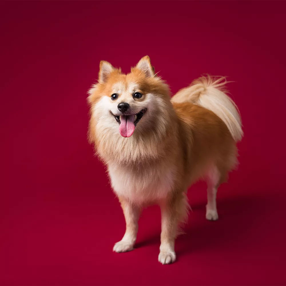 Gdx Kağıt Sonsuz Stüdyo Fon Perde (Crimson) 2.70x11 Metre - Görsel 4